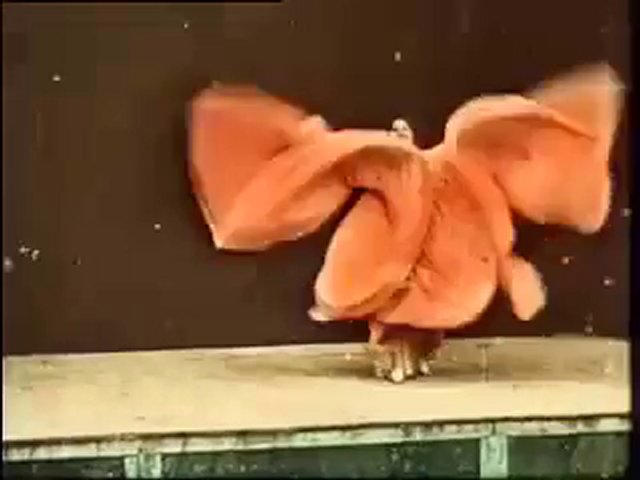 danse-serpentine-loie-fuller